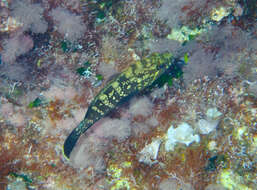 Image of Dusky Grouper