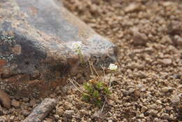 Image of Austrian draba