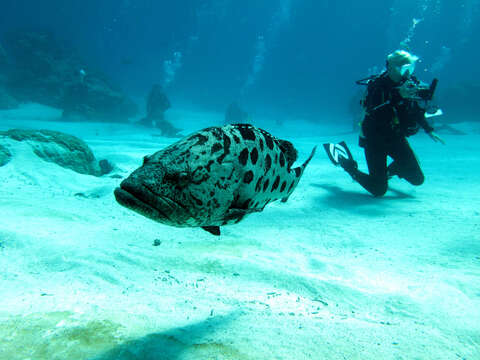 Imagem de Epinephelus tukula Morgans 1959