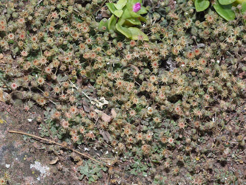 Image of Monanthes brachycaulos (Webb & Berth) Lowe