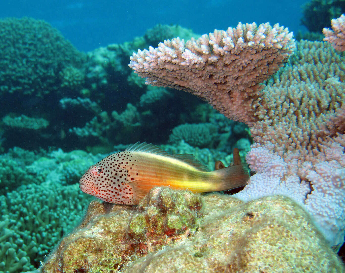 Image of Blackside Hawkfish