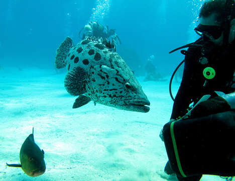 Imagem de Epinephelus tukula Morgans 1959