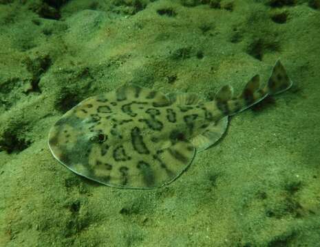 Image of Caribbean Electric Ray