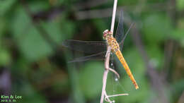 Image de Sympetrum frequens (Selys 1883)