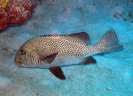 Image of Harlequin sweetlips