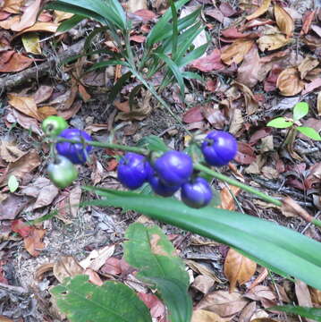 Image of Dianella bambusifolia Hallier fil.