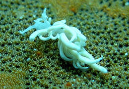 Image of White soft coral mimic slug