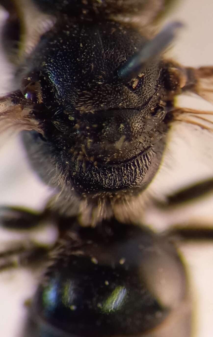 Lasioglossum punctatissimum (Schenck 1853)的圖片