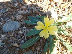 Imagem de Oenothera primiveris subsp. primiveris