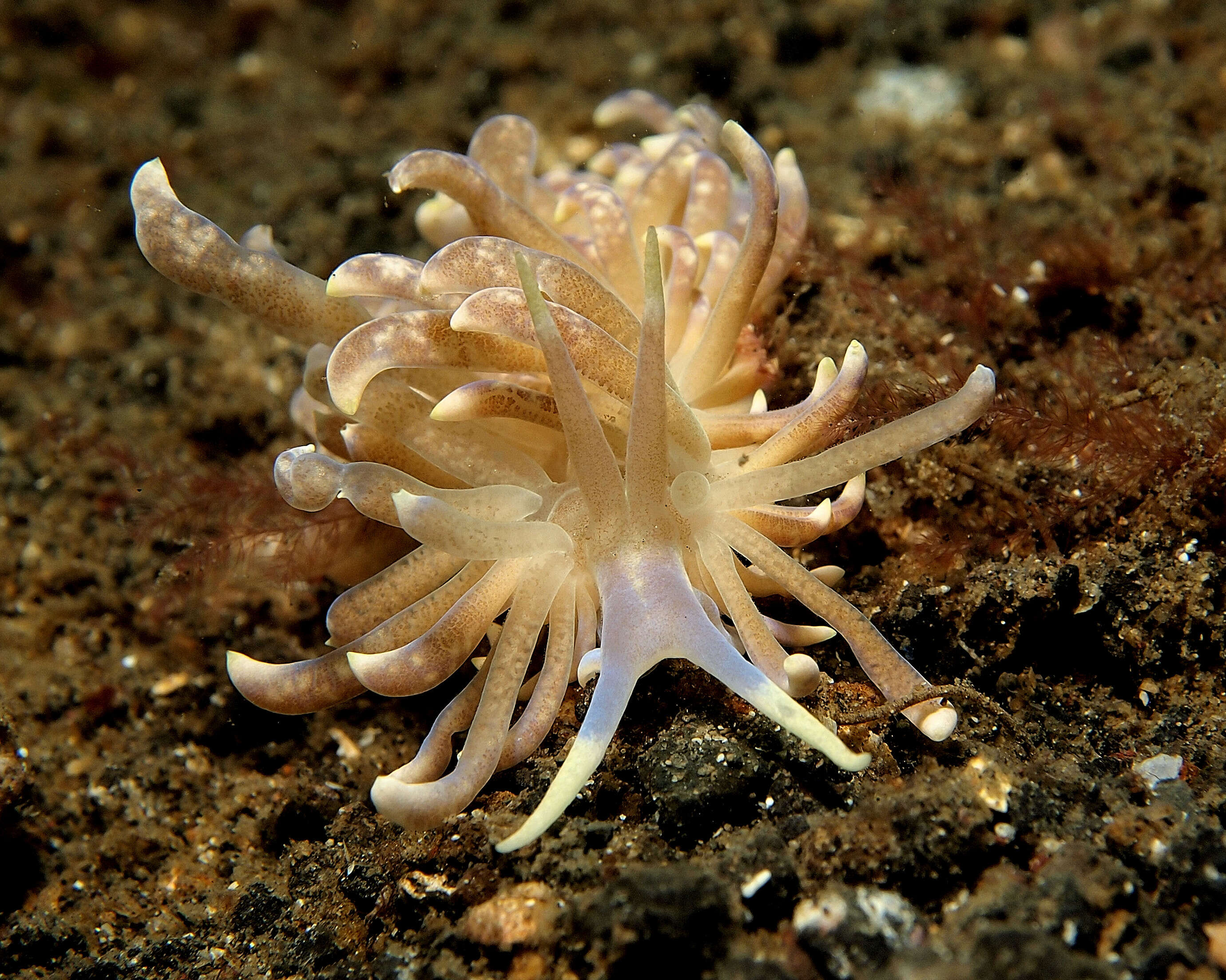 Image of White soft coral mimic slug