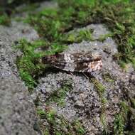 Olethreutes fasciatana Clemens 1860 resmi