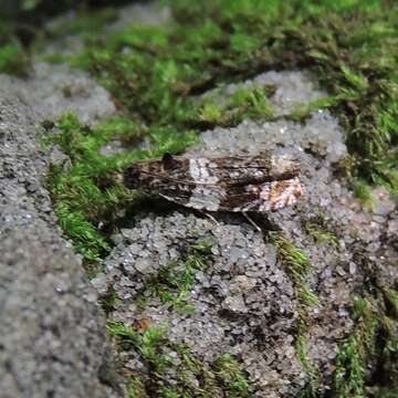 Image of Banded Olethreutes Moth