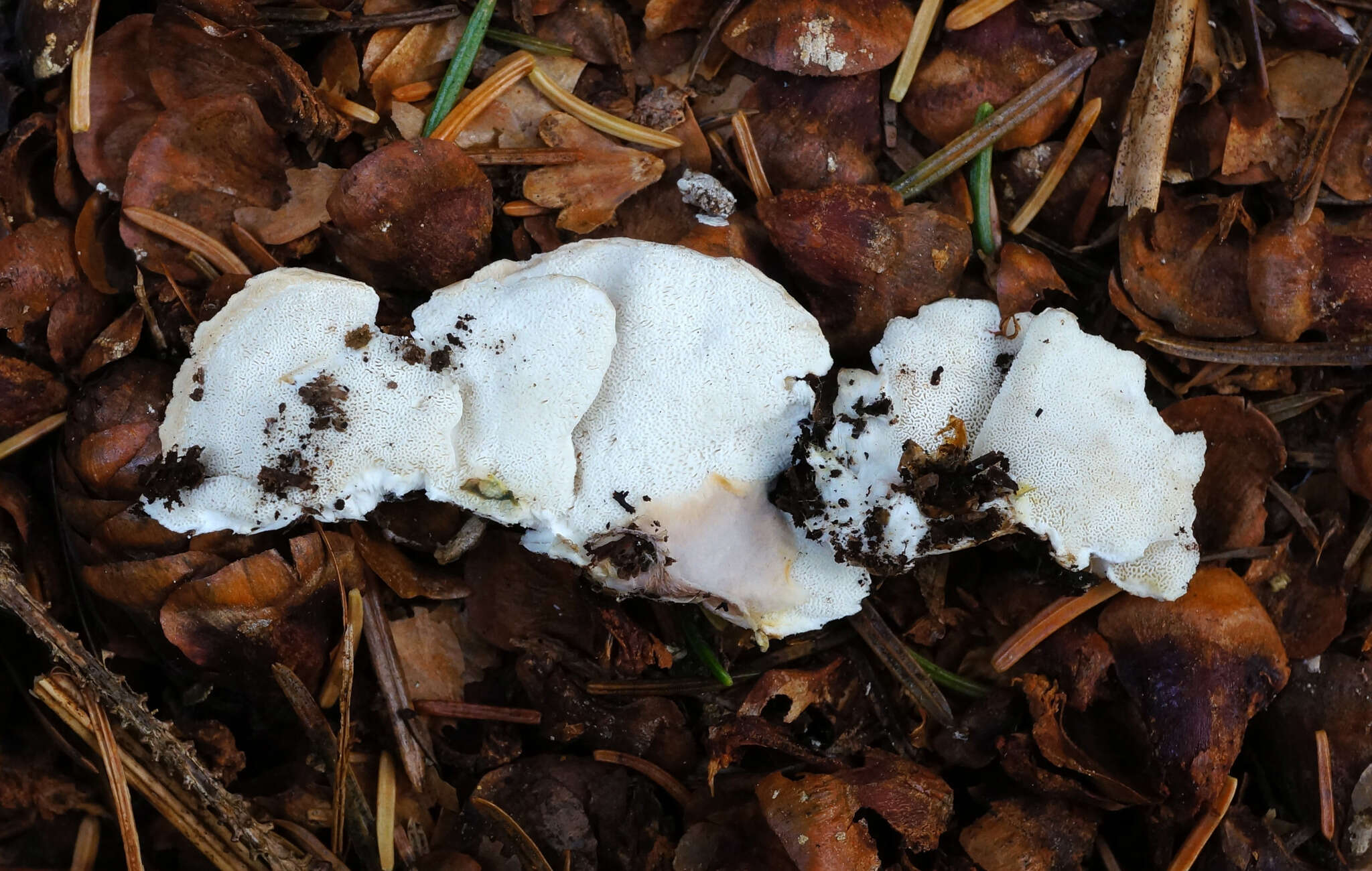 Image of Postia balsamea (Peck) Jülich 1982