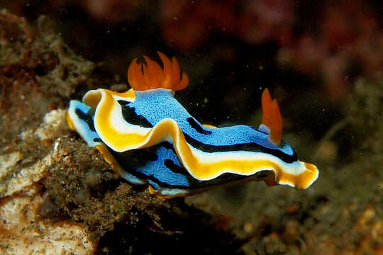 Image of Chromodoris annae Bergh 1877