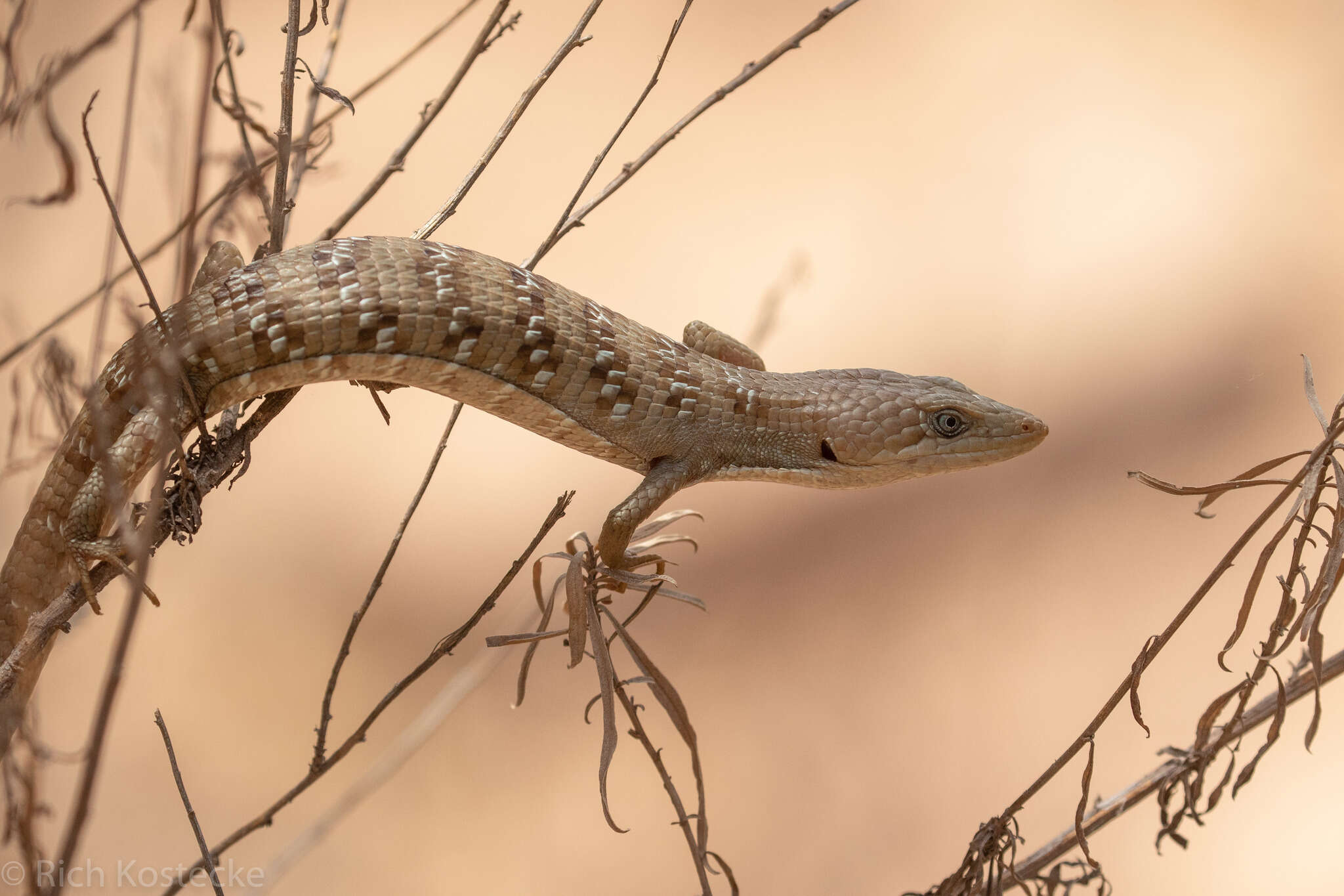 Image of Gerrhonotus Wiegmann 1828