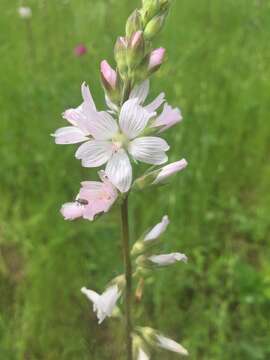 Image of meadow checkerbloom