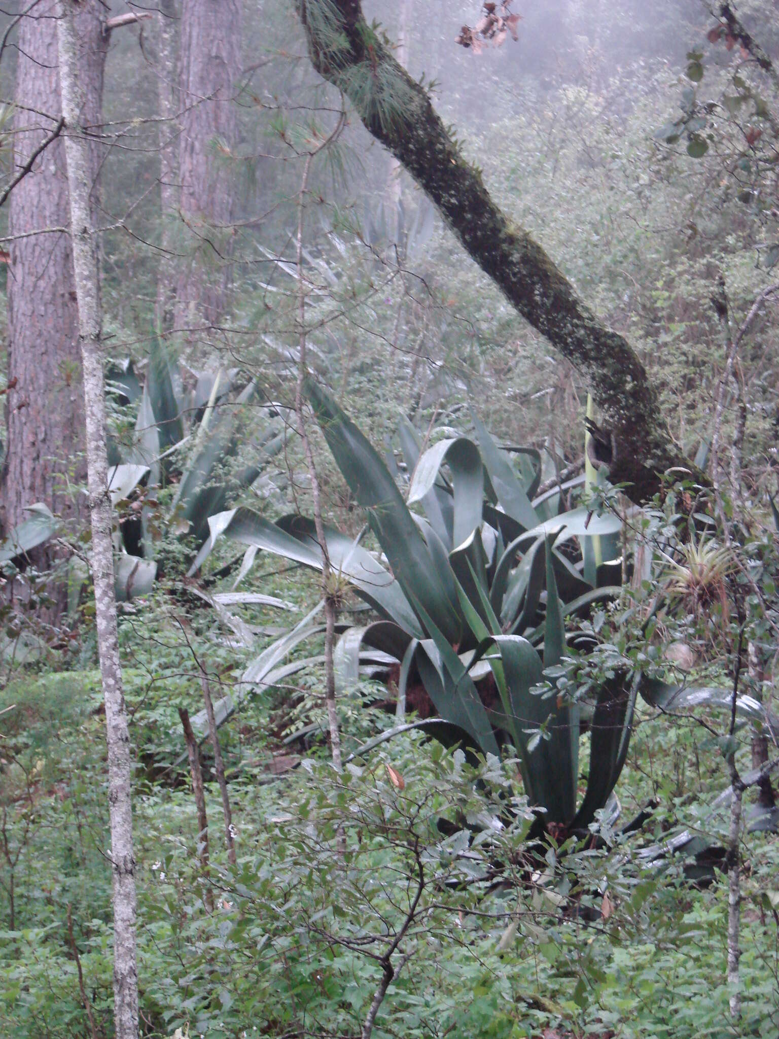 Image of Agave mapisaga Trel.