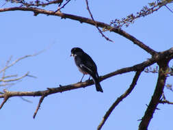 Image of Fiscal Flycatcher