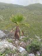 Image of Coryphantha neglecta L. Bremer