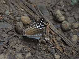 Image of Dappled Daggerwing