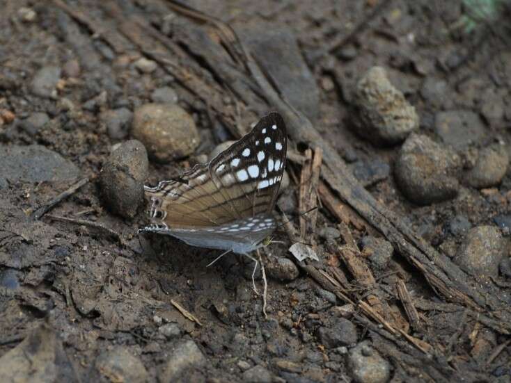 Image of Dappled Daggerwing