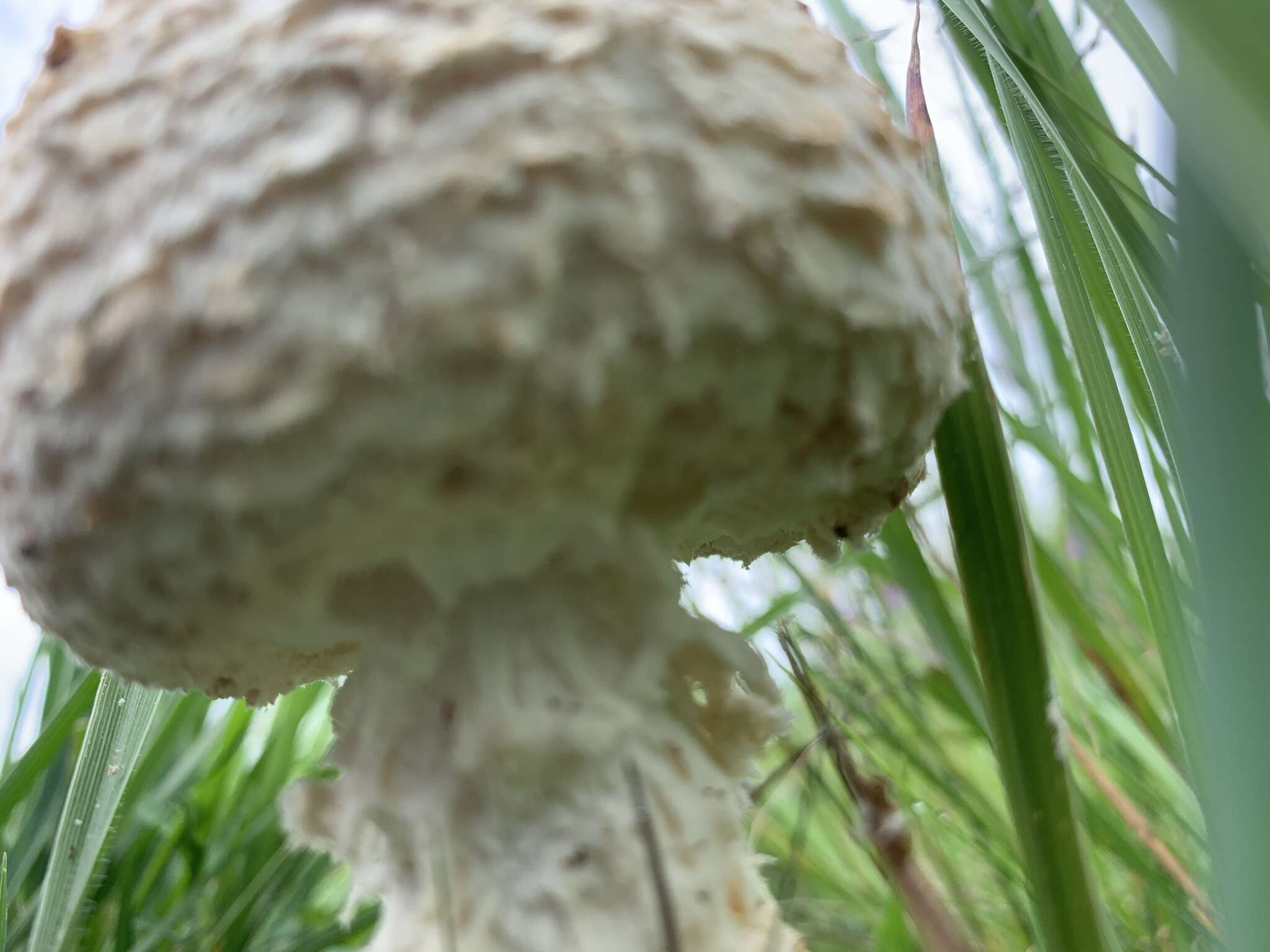 Image of Saproamanita foetidissima (D. A. Reid & Eicker) Redhead, Vizzini, Drehmel & Contu 2016