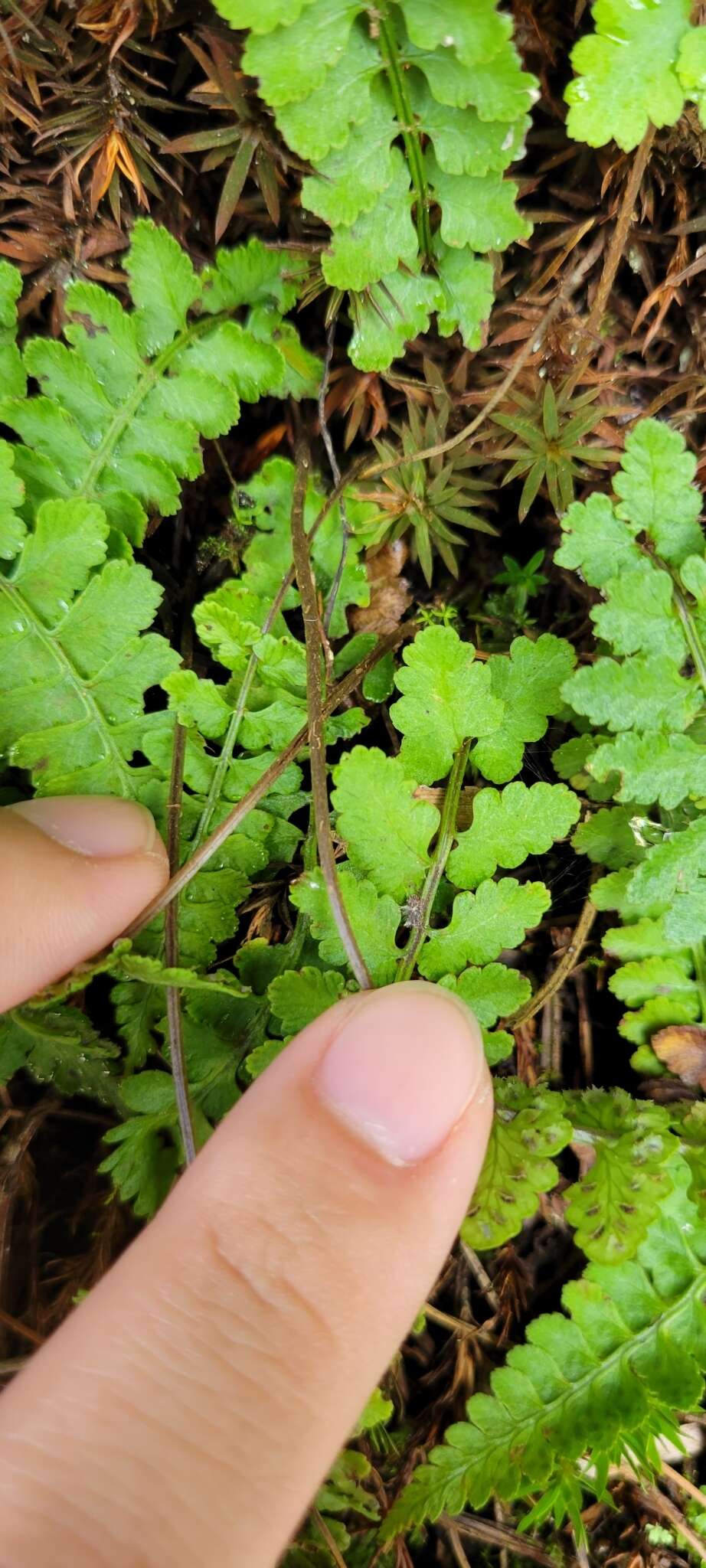 Image of Athyrium anisopterum Christ