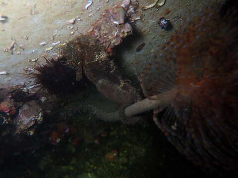 Image of Long-snouted Seahorse