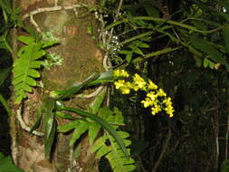 Image of Oncidium cheirophorum Rchb. fil.