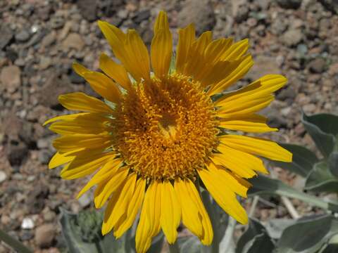 Image of silverleaf sunray