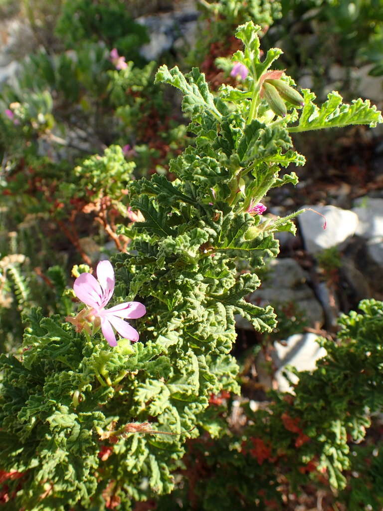 Image of sweet scented geranium