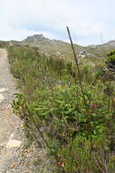 صورة Melaleuca hypericifolia Sm.