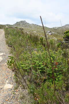 Image of Melaleuca hypericifolia Sm.