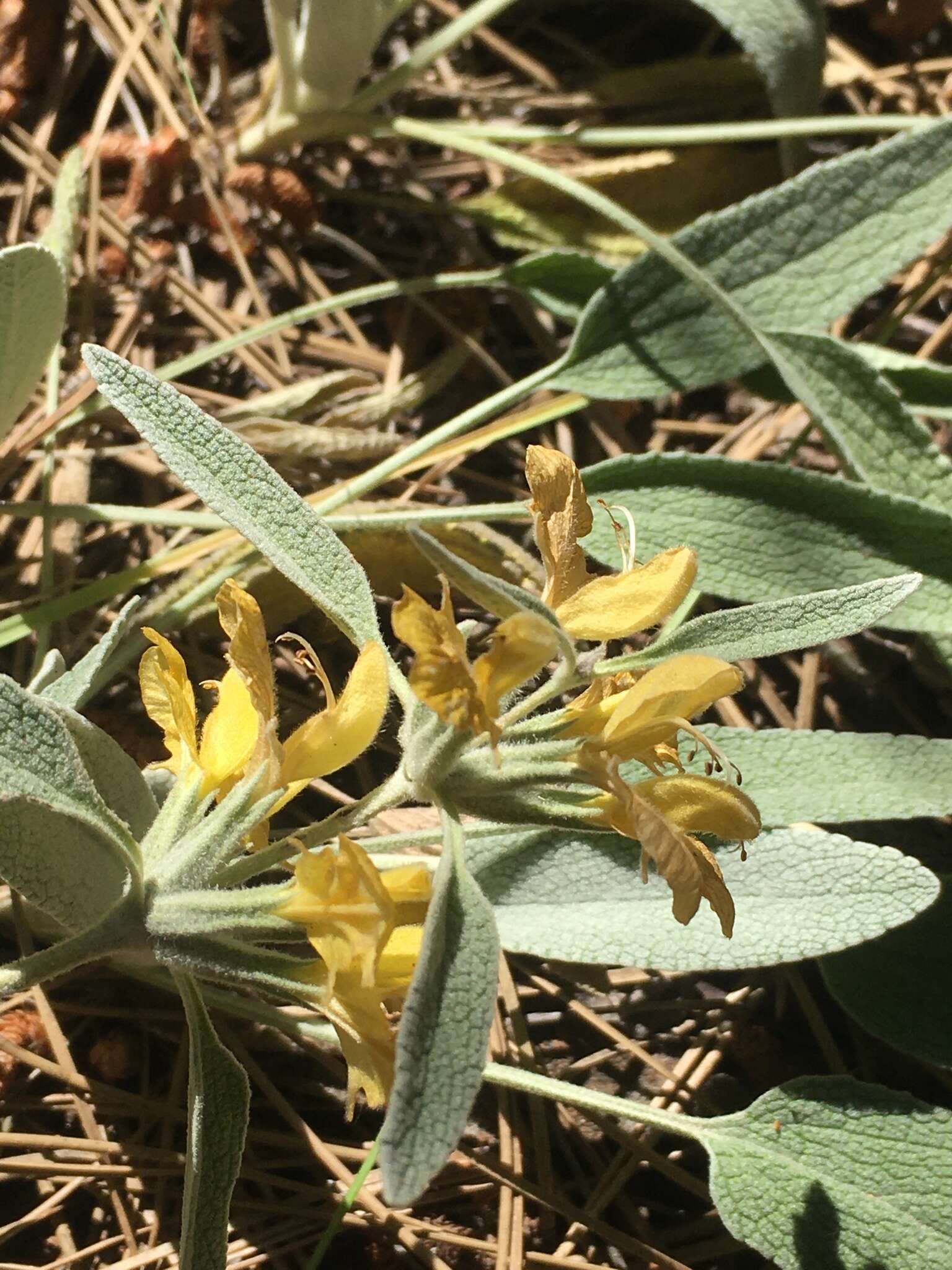 Image of Phlomis armeniaca Willd.