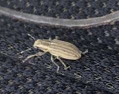 Image of Pea Leaf Weevil