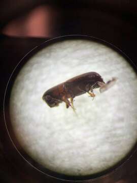 Image of Bark beetle