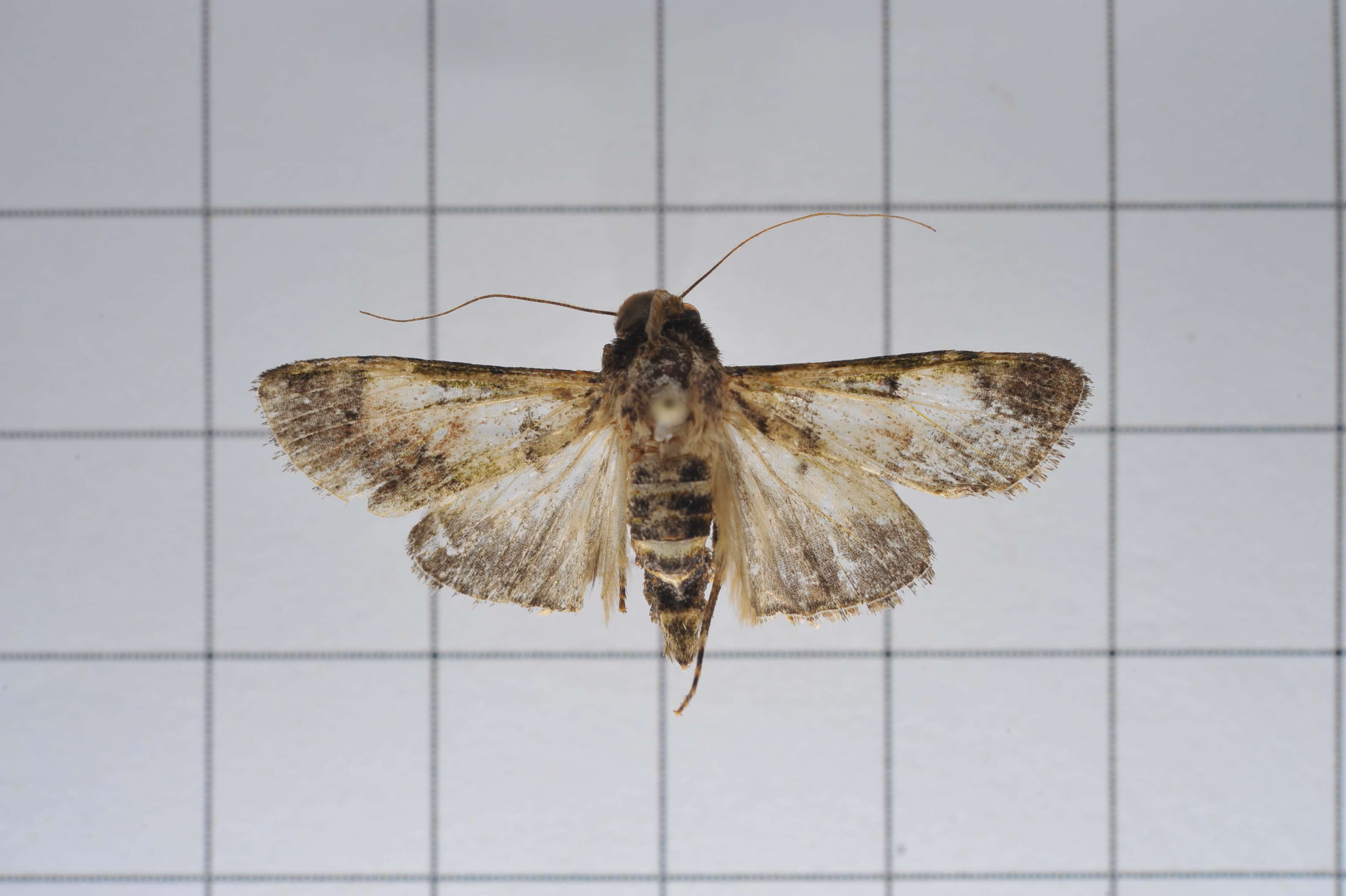 Image of Teliphasa nubilosa Moore