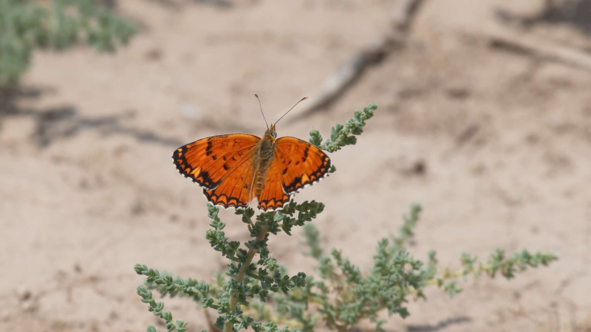 Image de Melitaea sibina Alphéraky 1882