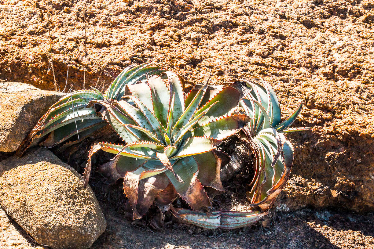 Image of Aloe suprafoliata Pole-Evans