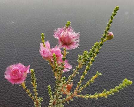 Image of Verticordia forrestii F. Müll.