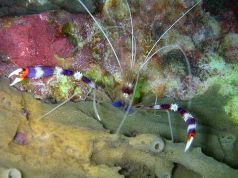 Image of Banded Coral Shrimp