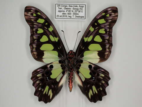 Sivun Graphium tynderaeus (Fabricius 1793) kuva