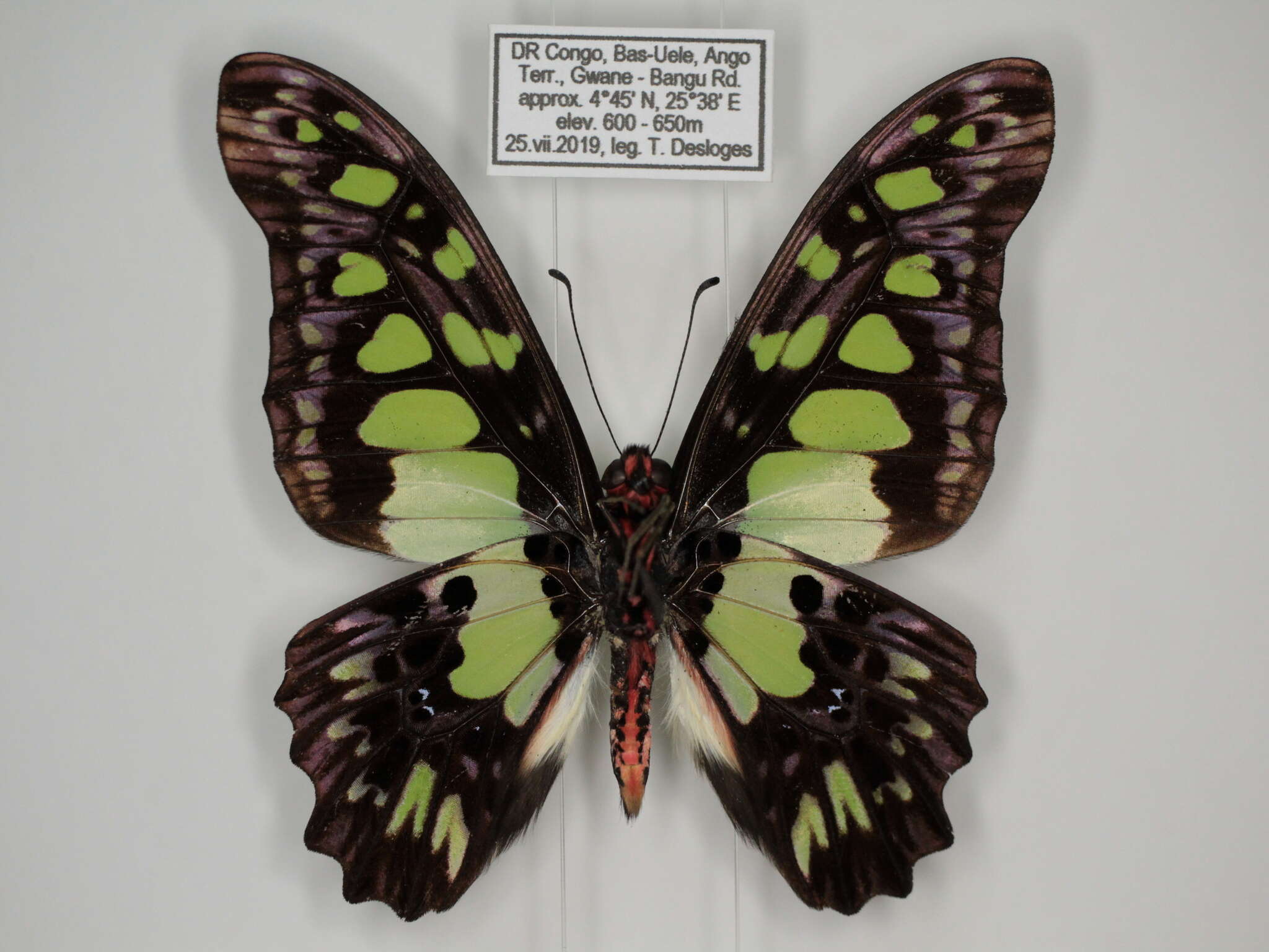 Sivun Graphium tynderaeus (Fabricius 1793) kuva