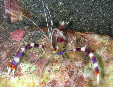 Image of Banded Coral Shrimp