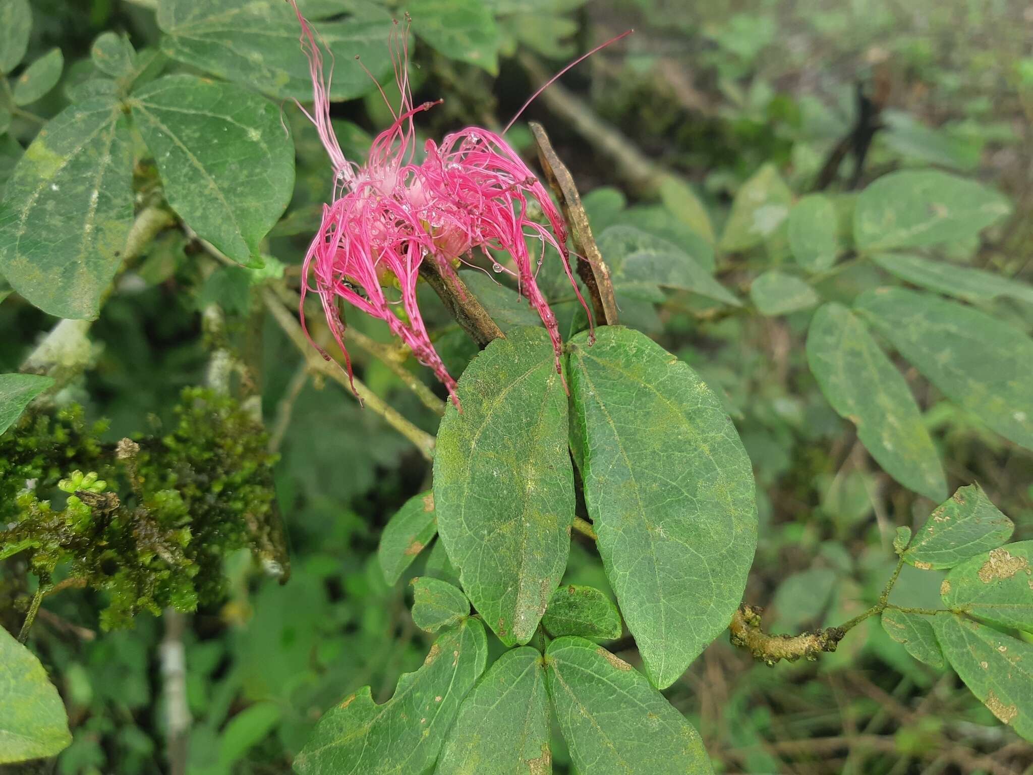 Imagem de Calliandra angustifolia Benth.