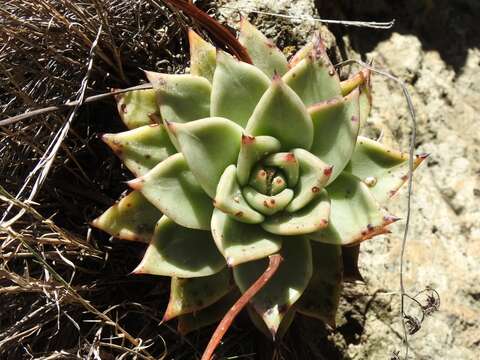 Image of Echeveria agavoides Lem.