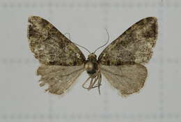 Image of Apithecia viridata Moore 1868