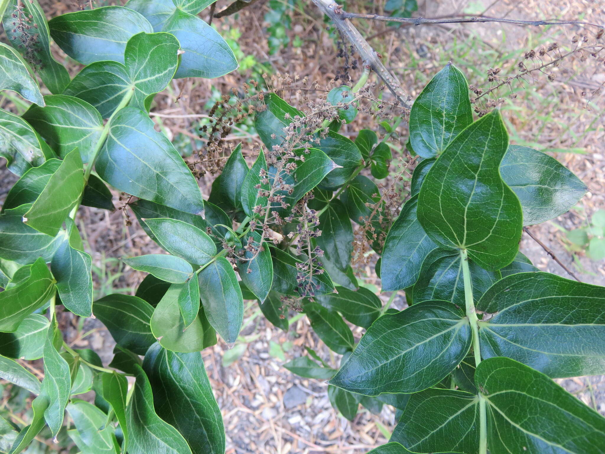 Image of <i>Coriaria arborea</i> var. <i>kermadecensis</i>