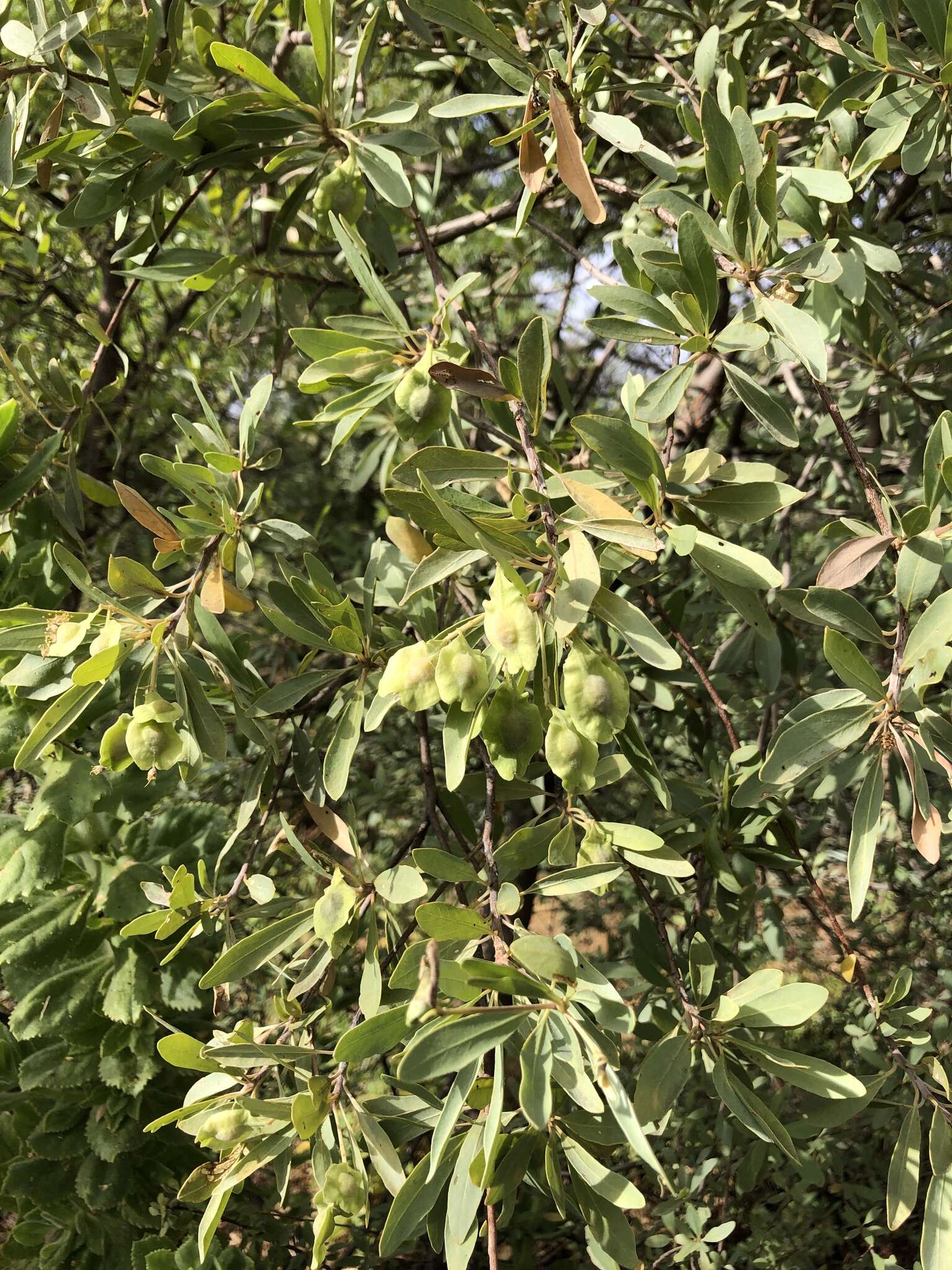 Image de Terminalia supranitifolia N. B. Byrnes