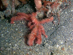 Image of Orangutang crab